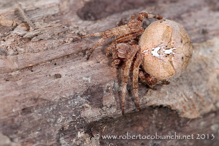 Araneus cf. angulatus - Bologna (BO)